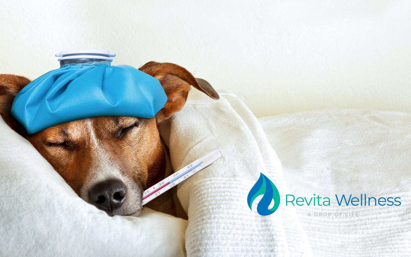 Reforzando tu Sistema Inmunológico contra la Influenza